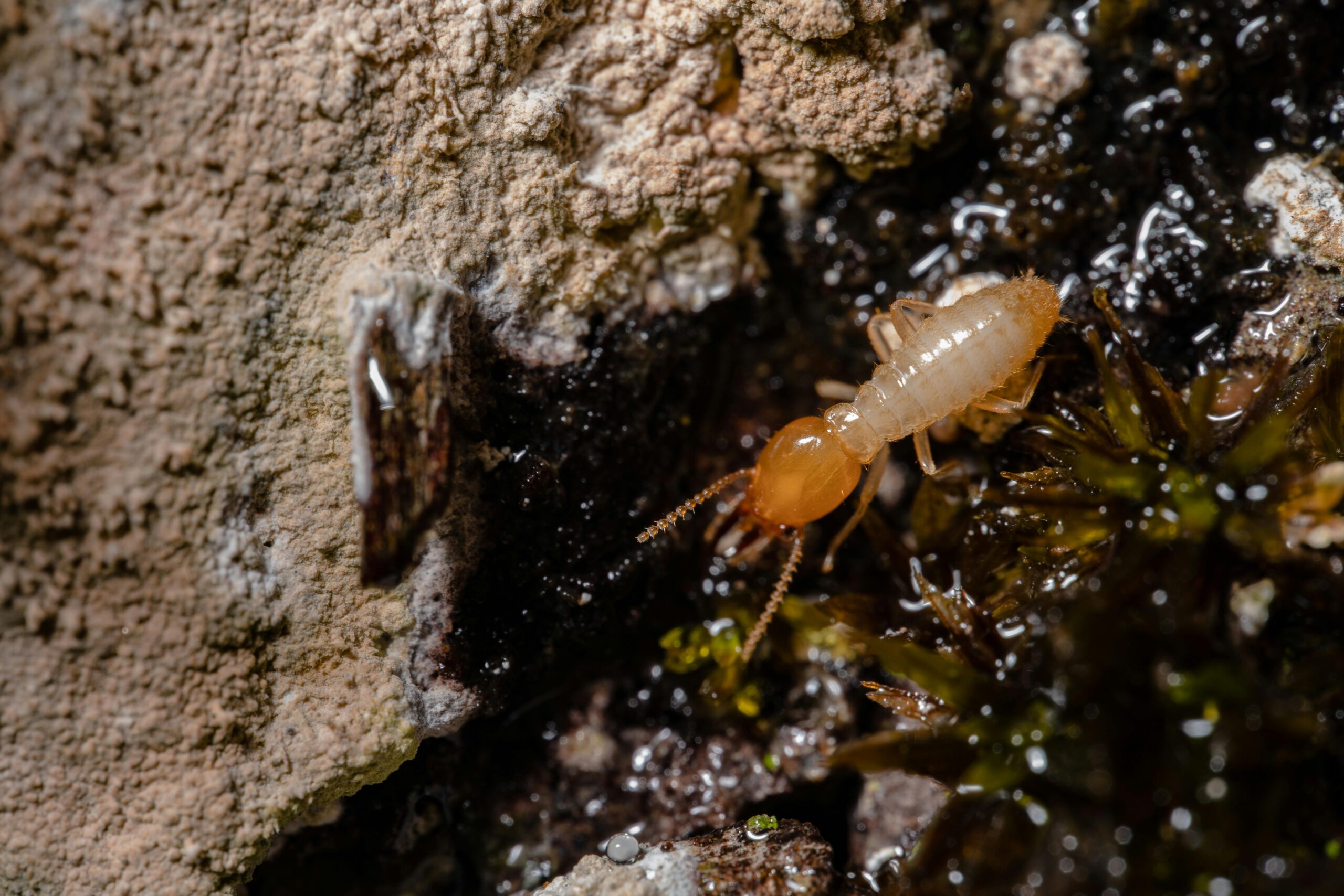 Termite Control in Chennai