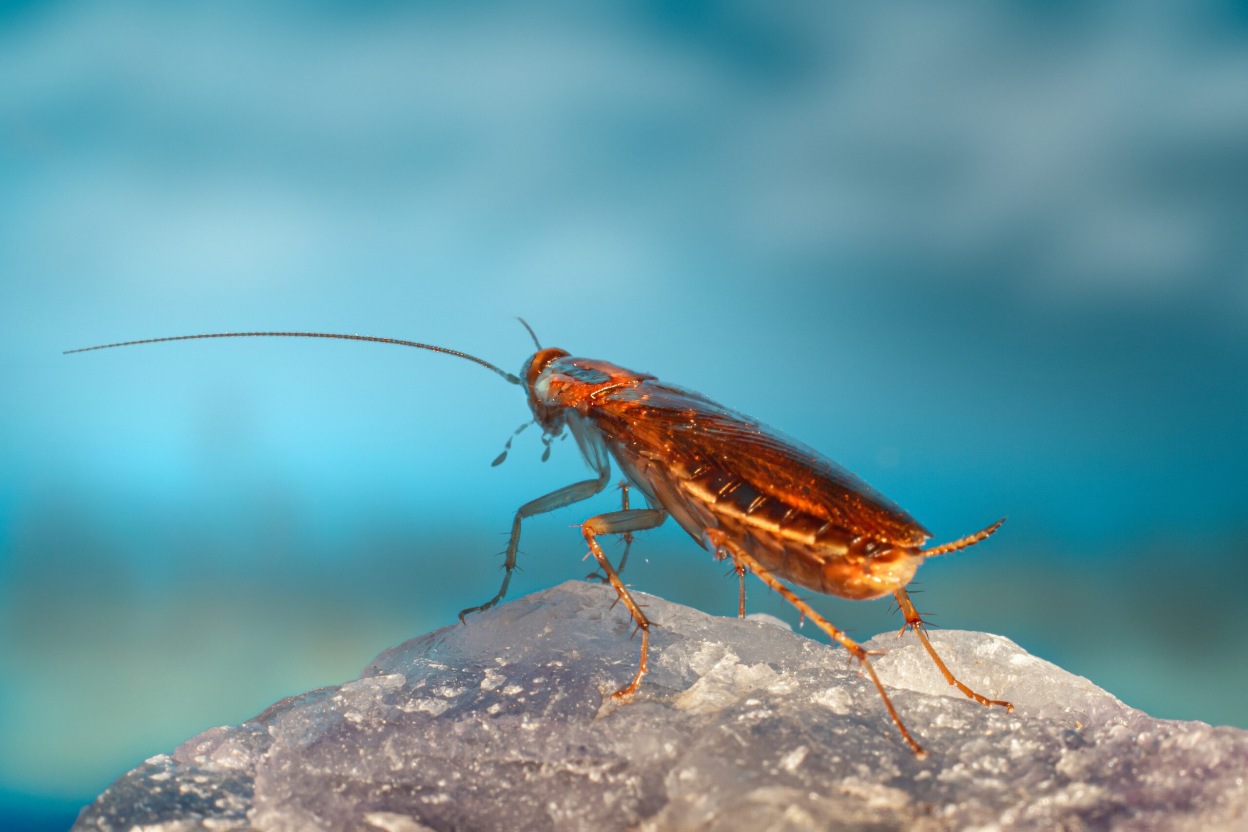 Cockroach Control in Chennai