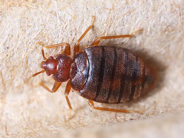 bed bugs control in chennai