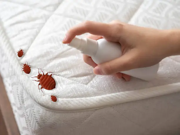 image - bed bugs