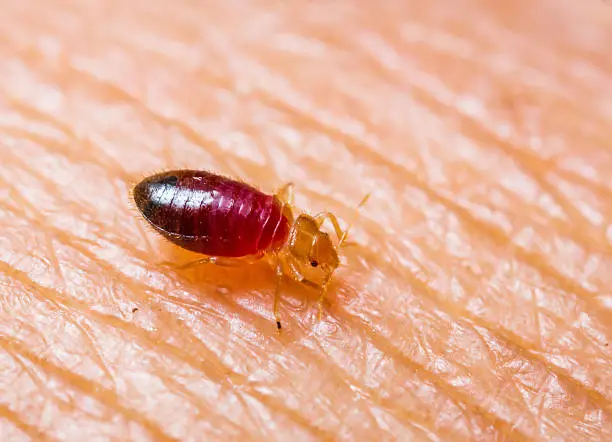 Bed Bug Control in Chennai