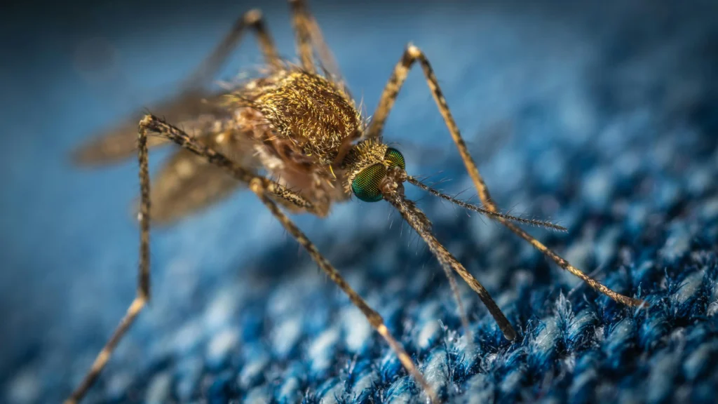 Mosquito control image