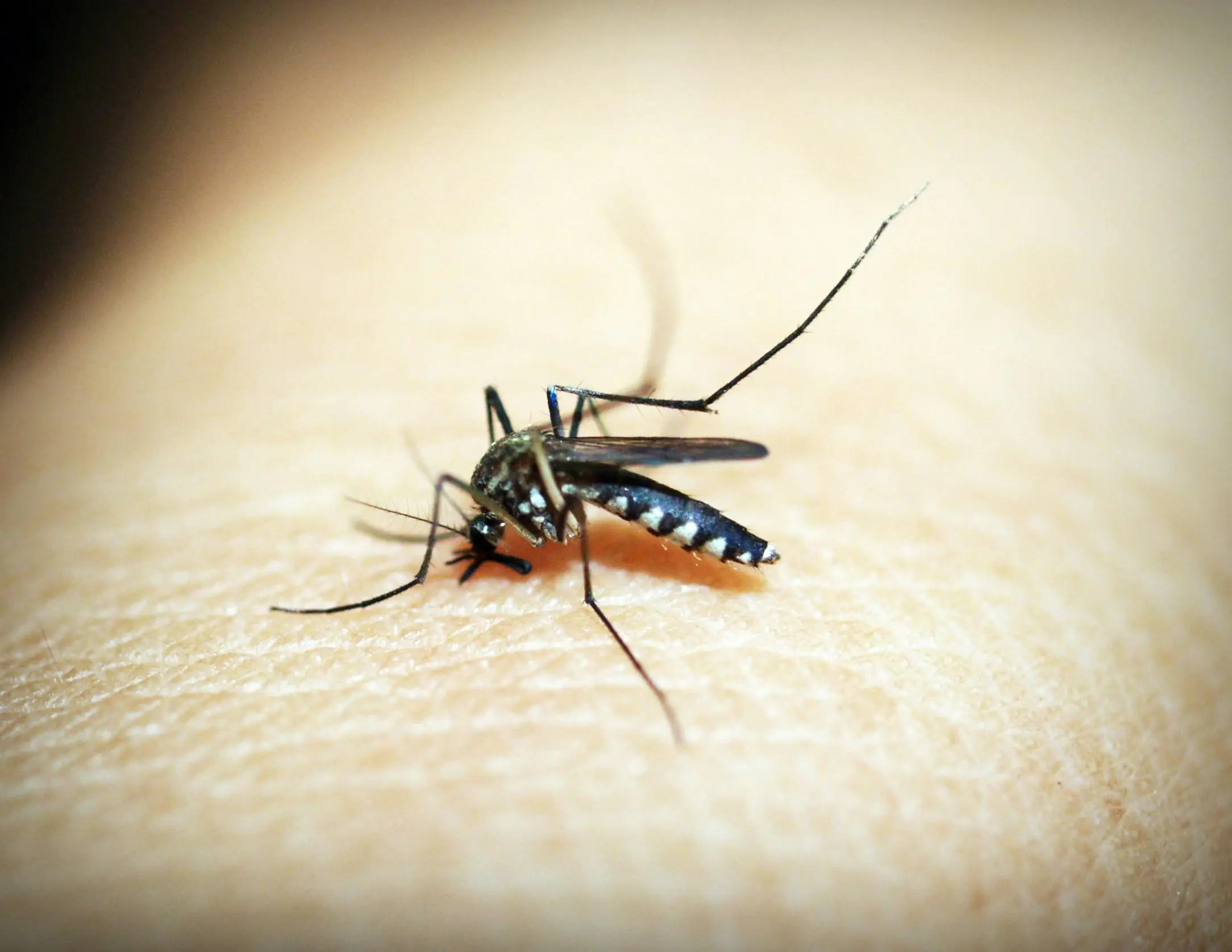 Mosquito Control in Chennai