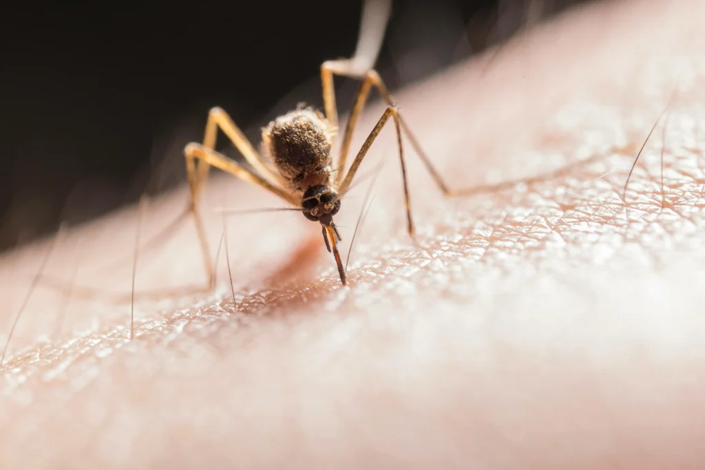 Mosquito control in chennai