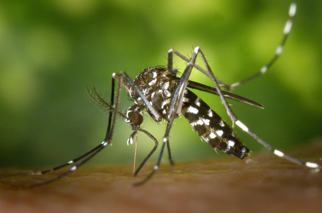 Mosquito control image