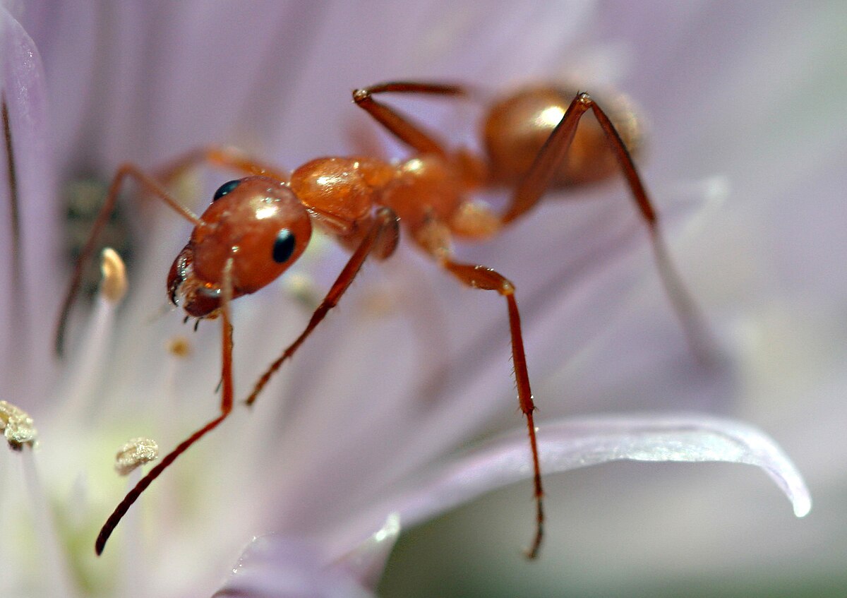 Ant Control in Chennai
