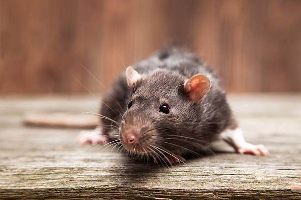 Rodent Control in Chennai